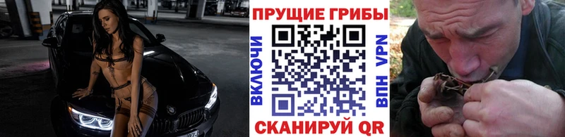 где можно купить   Выборг  Псилоцибиновые грибы Psilocybe 